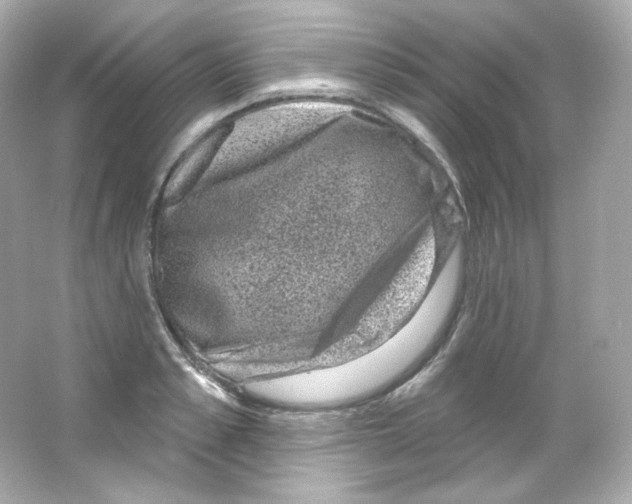 X0000065260989200603172226