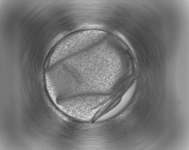 X0000065260997200603172226