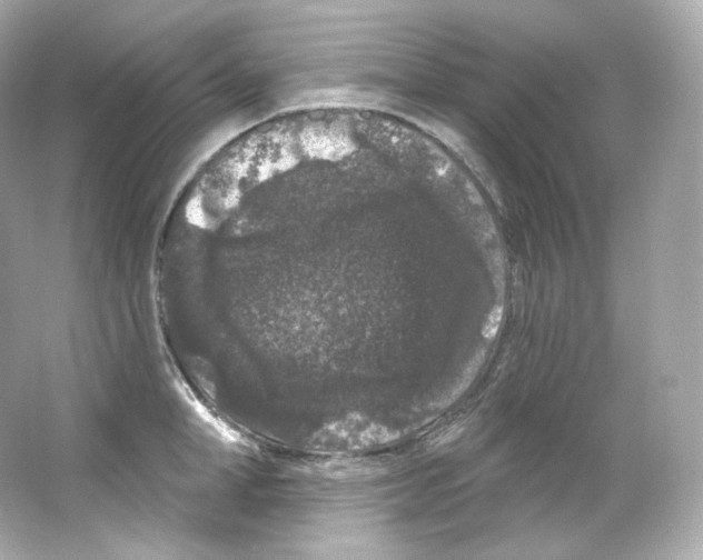 X0000065260998200603172226