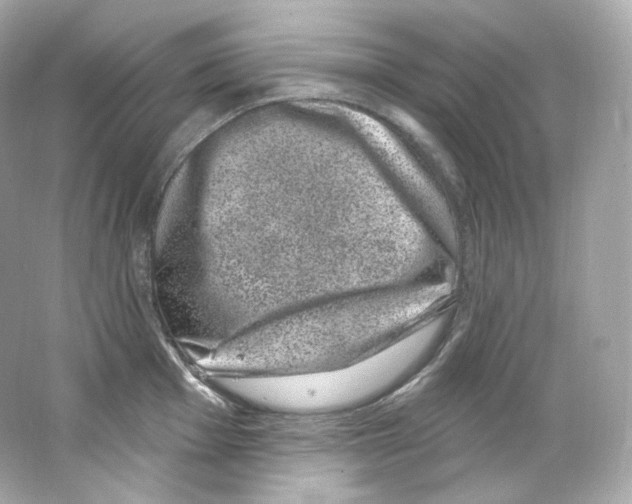 X0000065261001200603172225