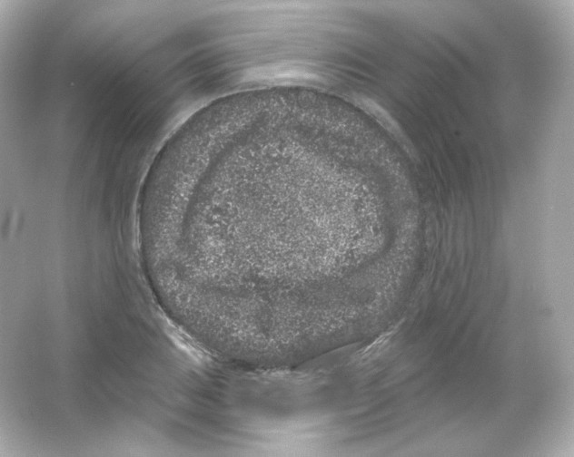 X0000065261031200603172225