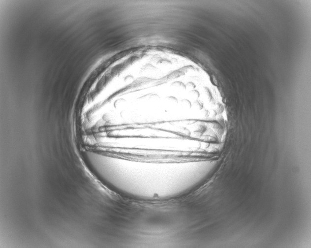 X0000065261032200603172225