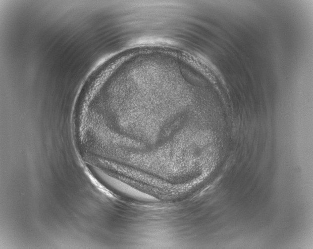 X0000065261037200603172225