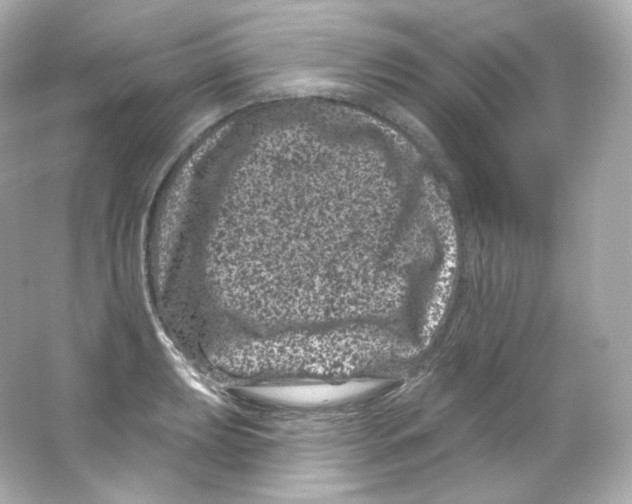 X0000065261039200603172225