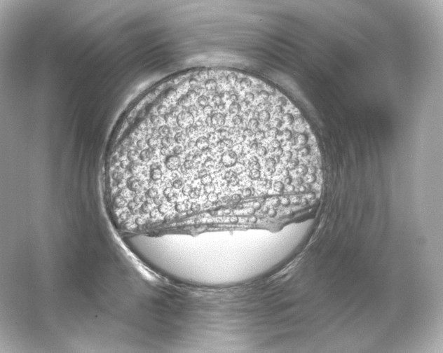 X0000065261040200603172225