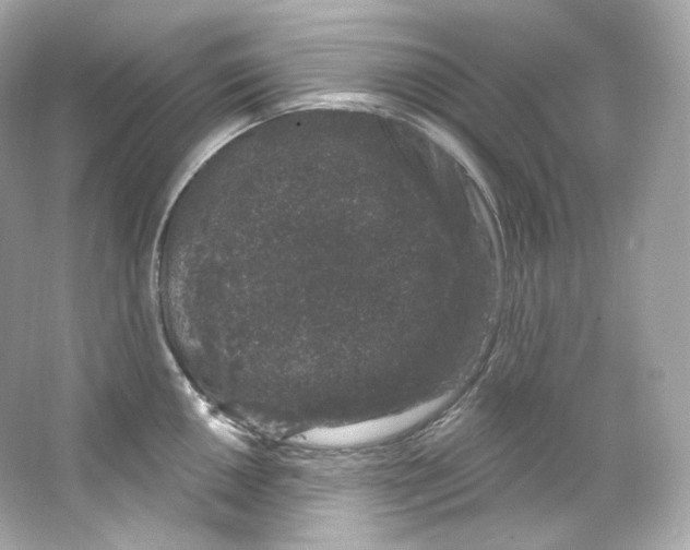 X0000065261050200603172225