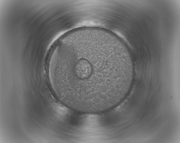 X0000065261070200603172224