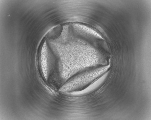 X0000065261076200603172224