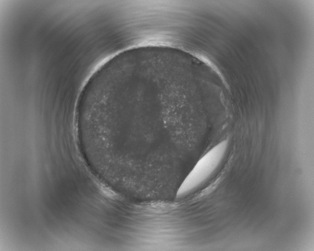 X0000065261077200603172224