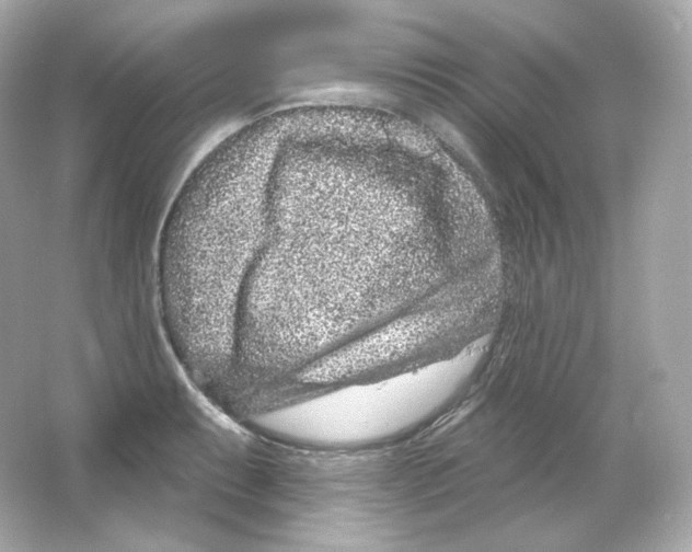 X0000065261087200603172224