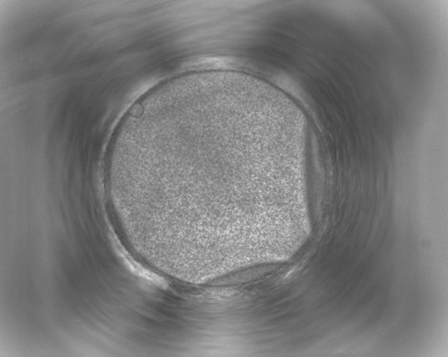 X0000065261090200603172224