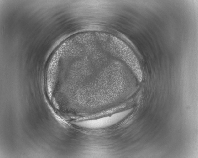 X0000065261101200603172224