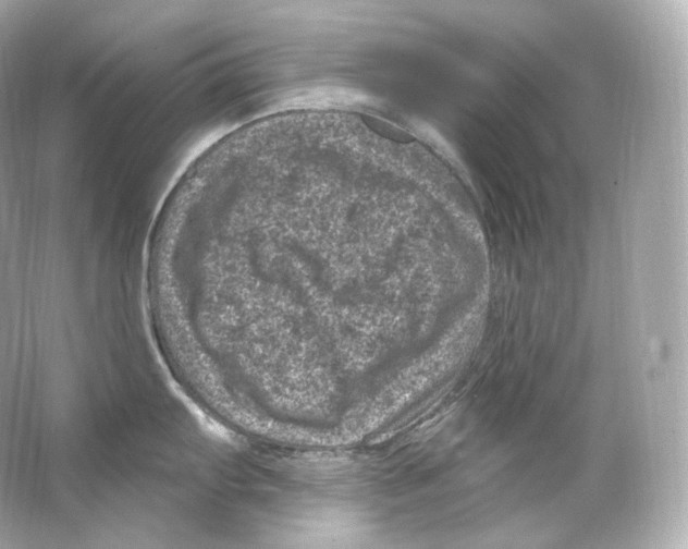 X0000065261103200603172224