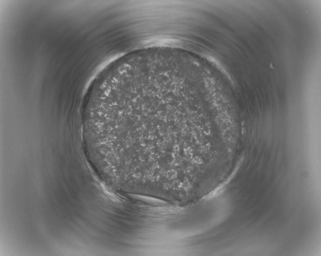 X0000065261117200603172223