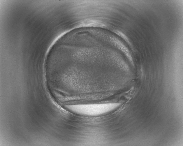 X0000065261120200603172223