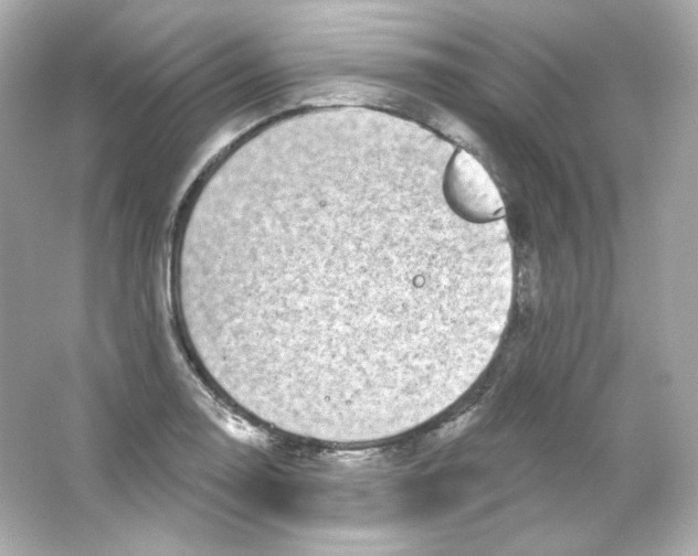 X0000065261130200603172223