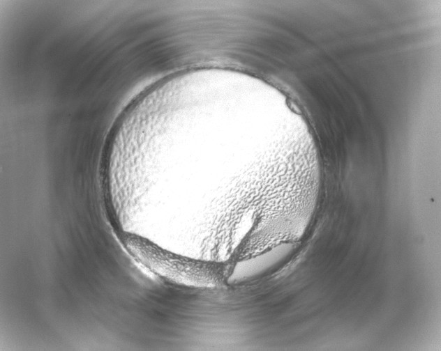 X0000065261141200603172224