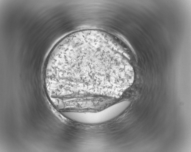 X0000065261148200603172224