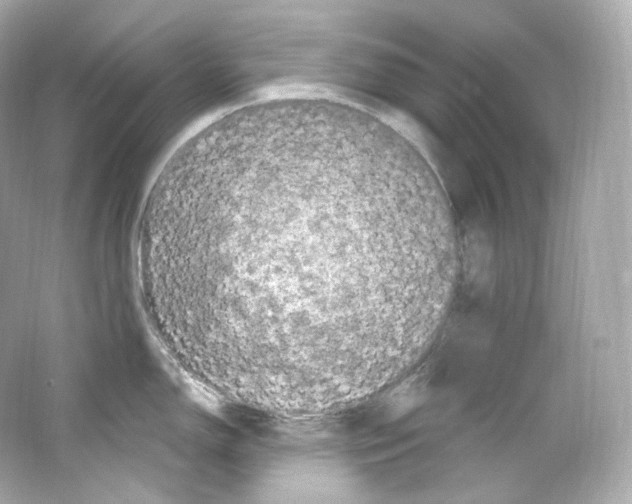 X0000065261150200603172224