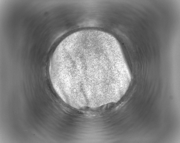 X0000065261166200603172223