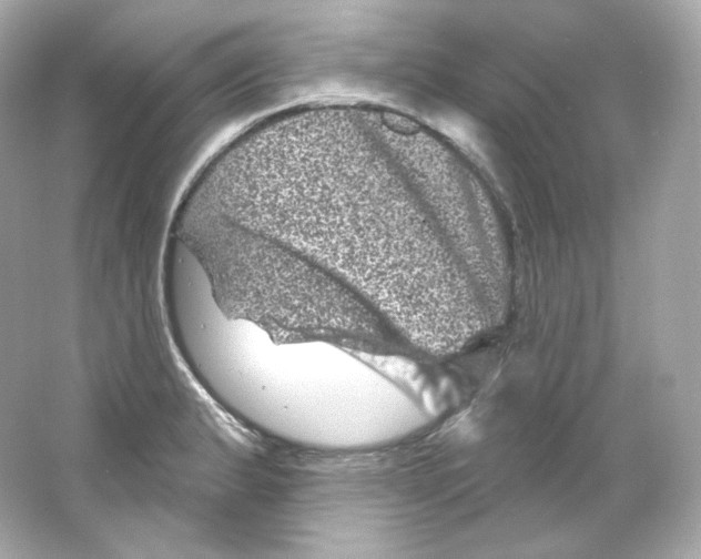 X0000065261183200603172222