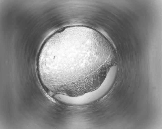 X0000065261197200603172222