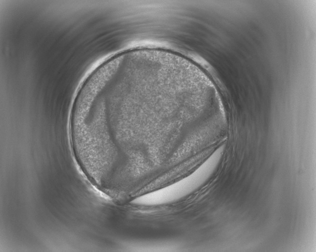 X0000065261199200603172222