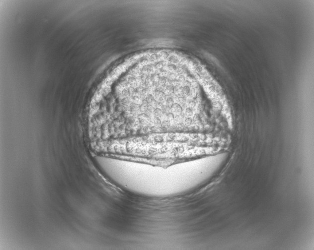 X0000065261212200603172221