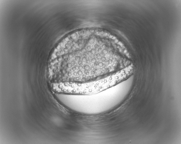 X0000065261220200603172222