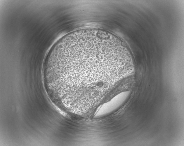 X0000065261235200603172222