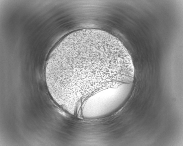 X0000065261236200603172222