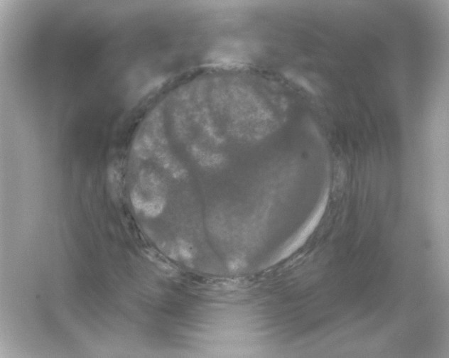 X0000065261254200603172221