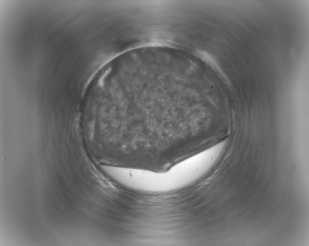 X0000065261260200603172221