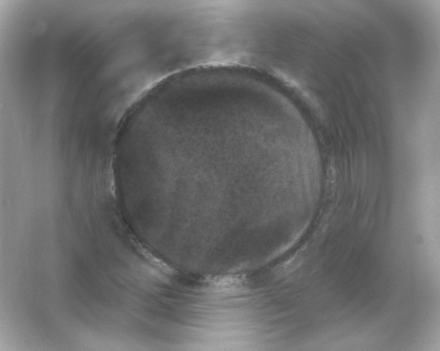 X0000065261262200603172221