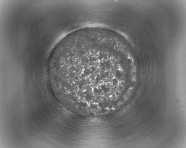 X0000065261263200603172221