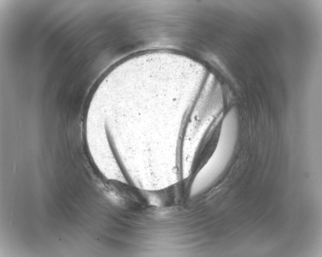 X0000065261268200603172221