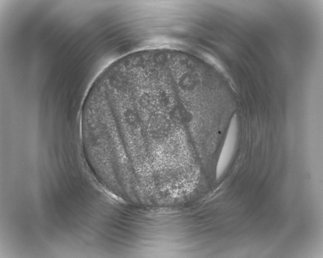 X0000065261275200603172221