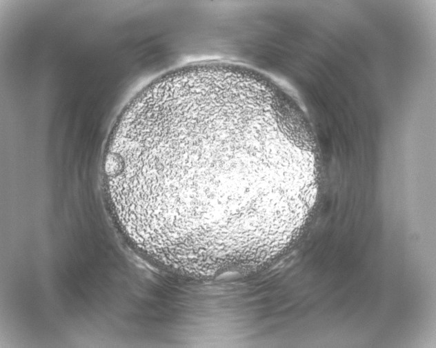 X0000065261279200603172221