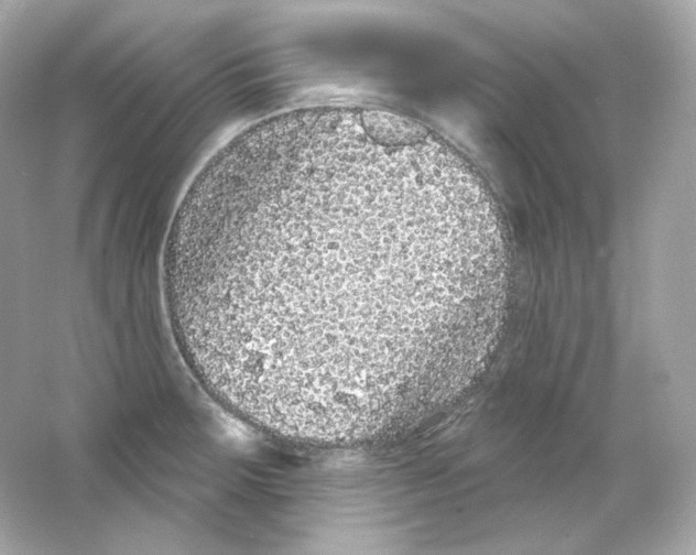 X0000065261283200603172221