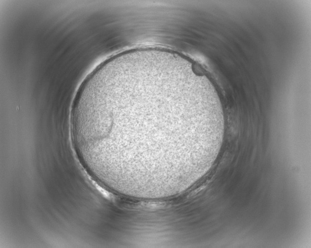 X0000065261286200603172221