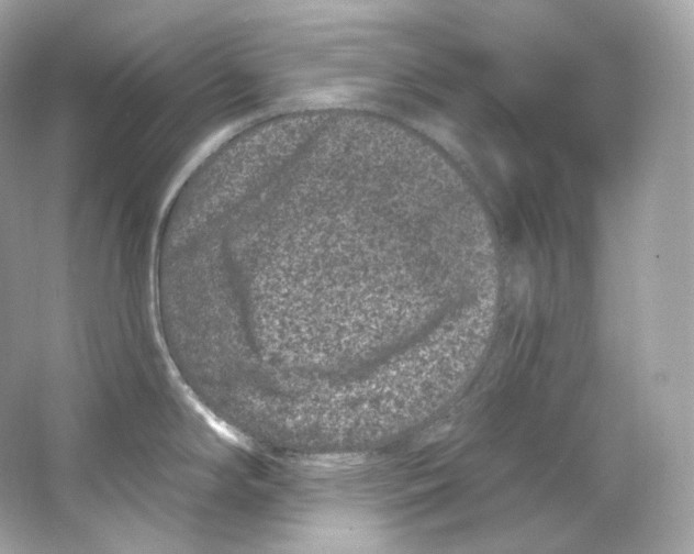 X0000065261294200603172220