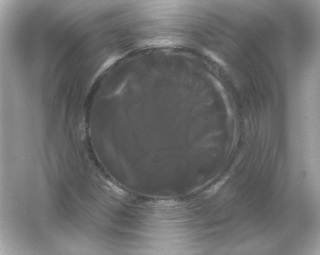 X0000065261306200603172220