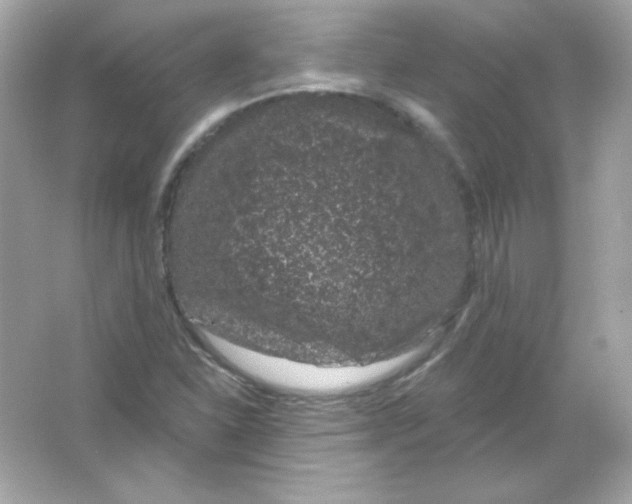 X0000065261310200603172220