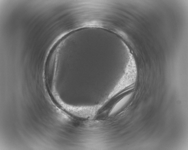 X0000065261331200603172220