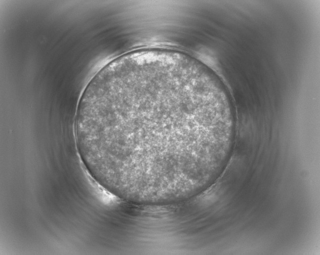 X0000065261338200603172220