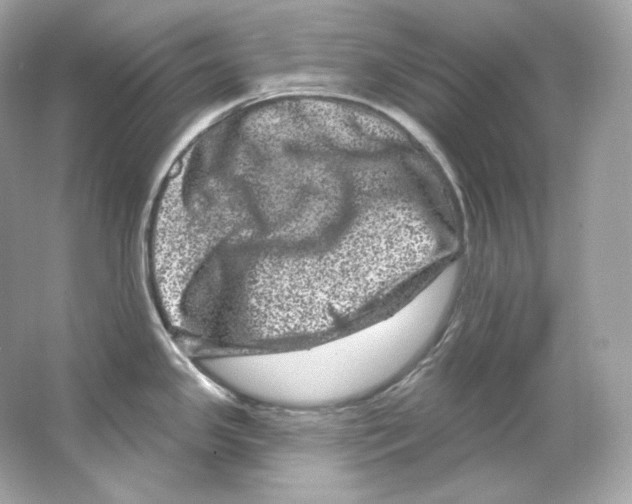 X0000065261341200603172220