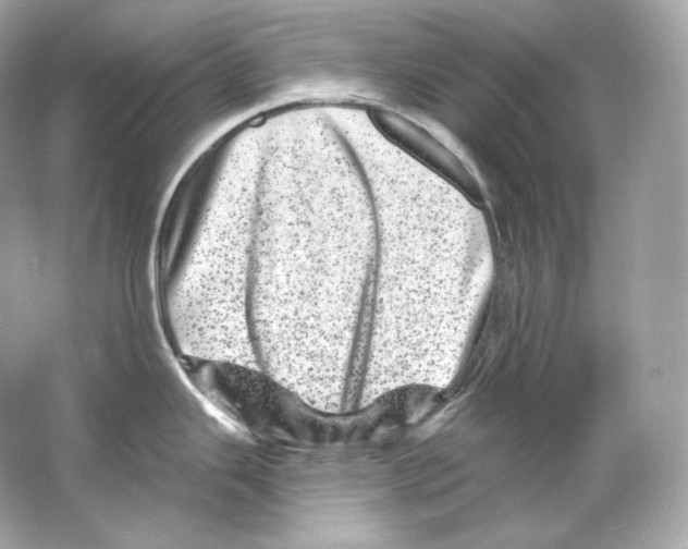 X0000065261343200603172220