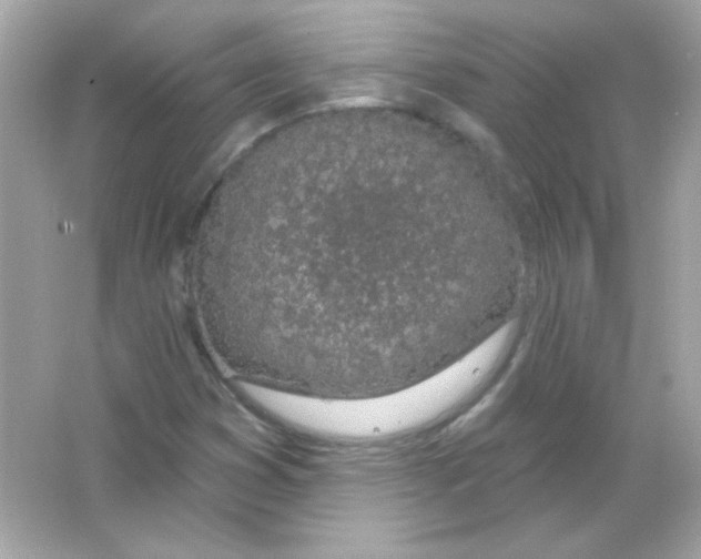 X0000065261353200603172219