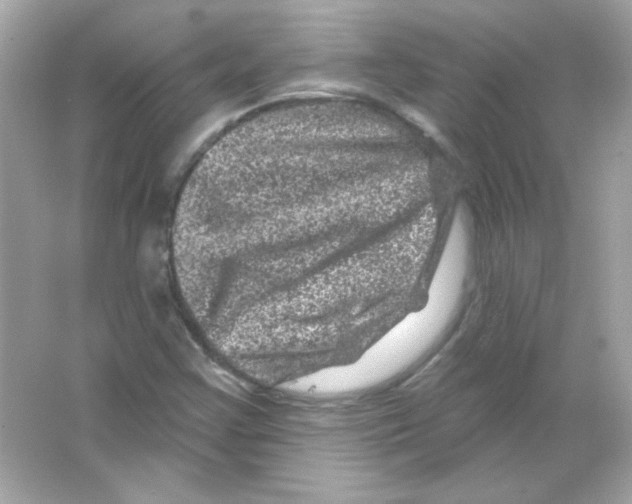 X0000065261355200603172219