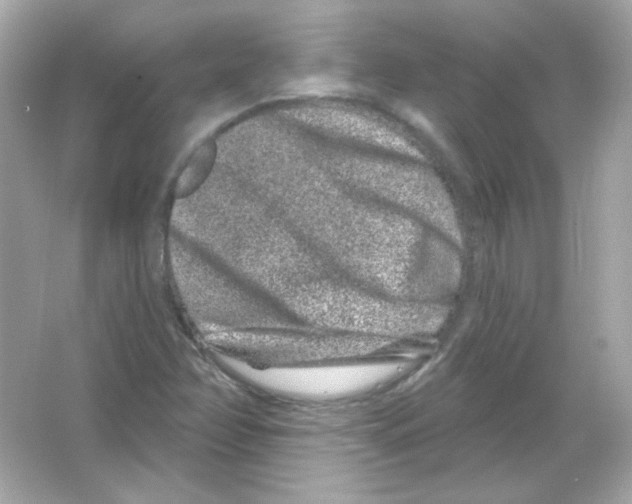 X0000065261358200603172219